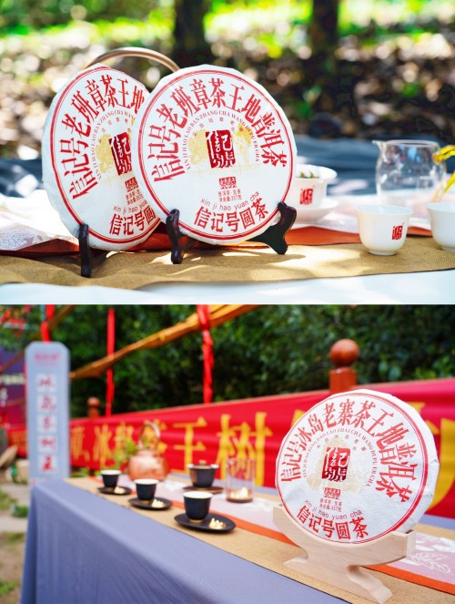 八马茶业普洱茶掌握多地茶王树资源助力云南茶产业发展