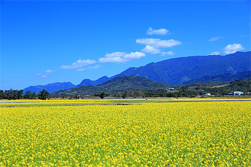 天巡skyscanner:冬天出境看花海 原来真有这种操作