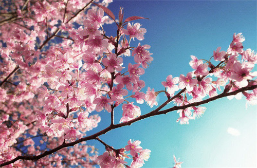 天巡skyscanner:冬天出境看花海 原来真有这种操作