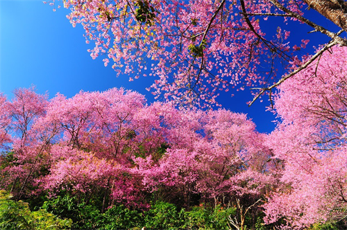 天巡skyscanner:冬天出境看花海 原来真有这种操作