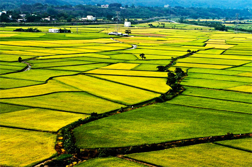 天巡skyscanner:冬天出境看花海 原来真有这种操作