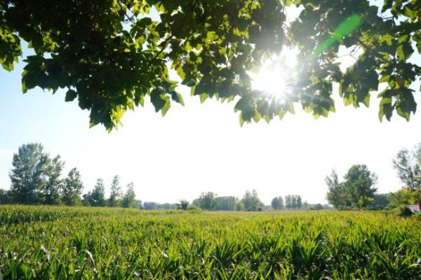 商丘将建河南首座拼购村 蒲公英成金庄村脱贫秘密武器