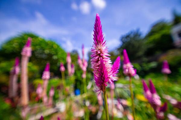 真正的0畸变！老蛙发布广角定焦镜头14mm f/4 Zero-D