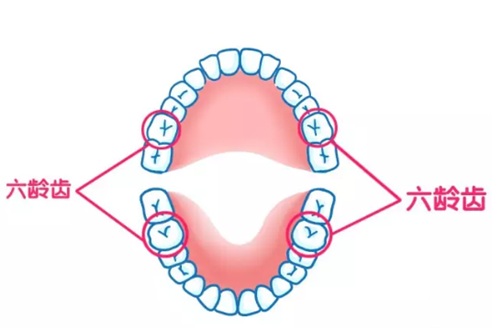 六龄齿@这颗牙一辈子只长1次 没有替换！