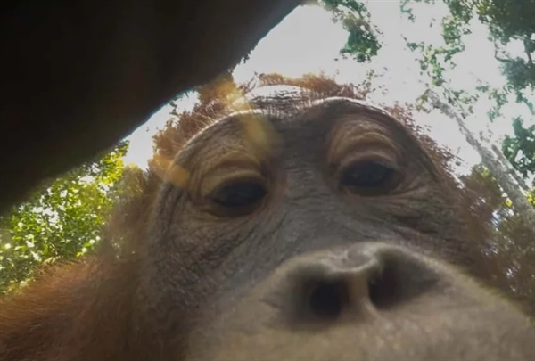猩猩林中无意发现一部gopro疯狂自拍数百张