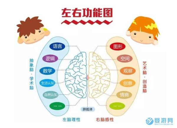 婴幼儿左右脑开发和功能区域