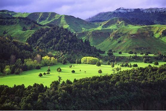 低碳足迹新西兰高培臻爱草饲奶粉，让世界与生活更美好！ 