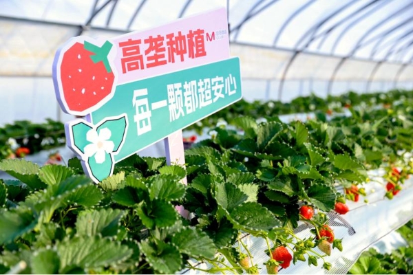 大润发M会员店推出绿色种植草莓新品