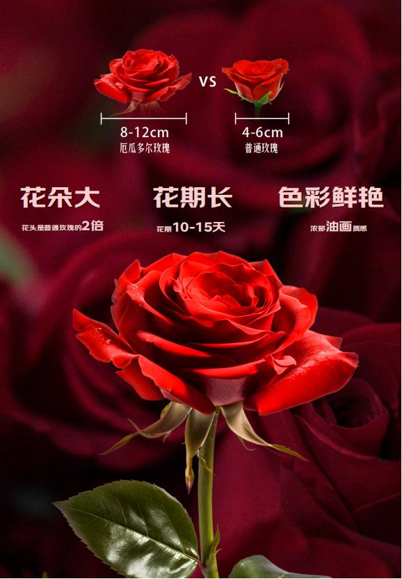 京东超市布局全球直采 跨境鲜花供应链效率提升超三倍