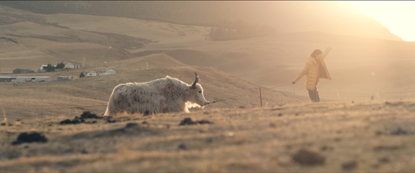 电影《牛王》10月18日温暖上映 藏族少年千里夺牛开启治愈之旅