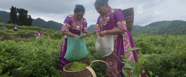 莓茶纪录片《夕荷茶语》开机