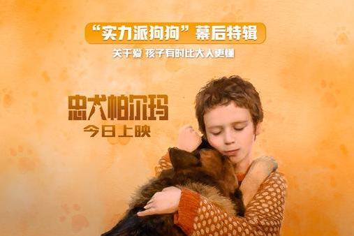 让孩子受益一生的治愈系电影《忠犬帕尔玛》今日上映