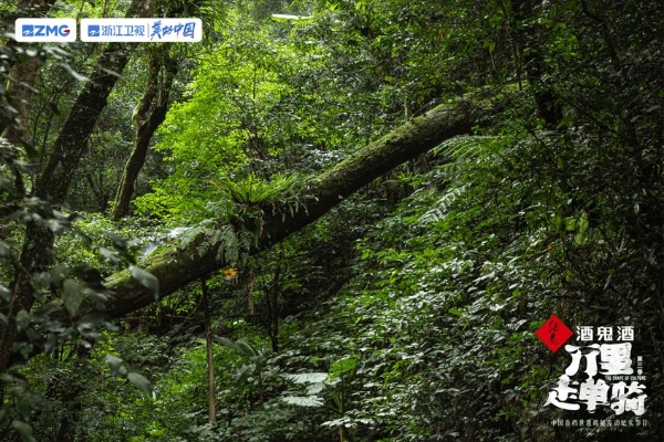 《万里3》走进海南·五指山 周韵水哥夜访雨林珍稀动物