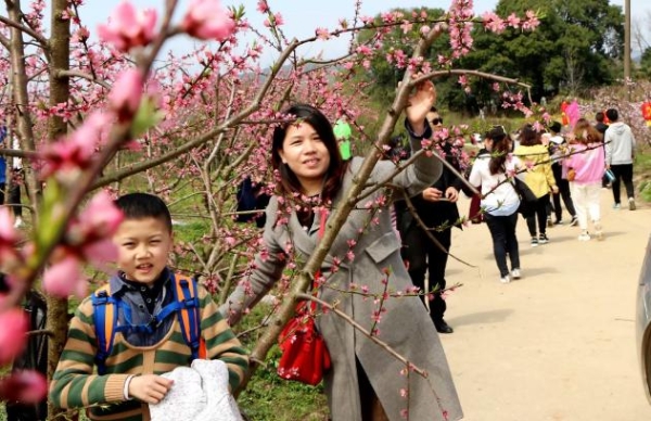 涌泉桃花开·中华花朝节，看桃花、选花仙于3月15日盛世开幕