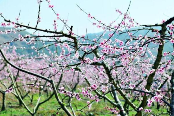涌泉桃花开·中华花朝节，看桃花、选花仙于3月15日盛世开幕