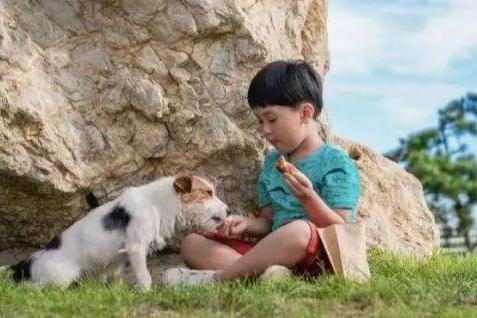 《忠爱无言2》：温情治愈，自闭症儿童与流浪狗的感人故事