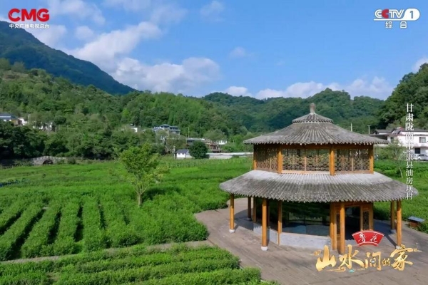 青山“榄”梦助文旅融合，茶叶天麻倡健康理念，《山水间的家》于绿水青山画生态未来！