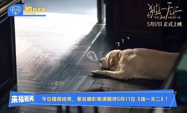 电影《独一无二》全新特辑“狗pro”观察室爆料全新大“瓜” 张婧仪辛云来兄妹助攻互为“恋爱军师”