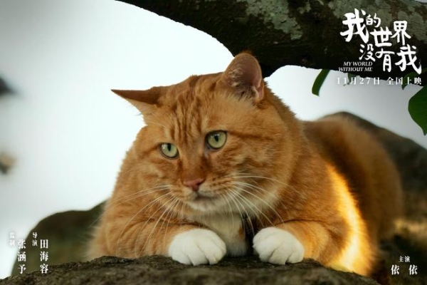 电影《我的世界没有我》定档11月27日 田海容首部导演作品聚焦自我和解