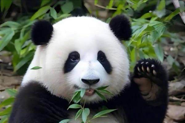 日本马上要没有大熊猫了！最后2只旅日大熊猫即将回国