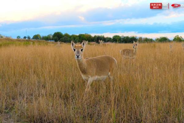 《熊猫奇遇记》第二季走进青海：以守护为约，共赴高原生态奇旅