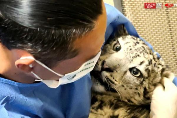 《熊猫奇遇记》第二季走进青海：以守护为约，共赴高原生态奇旅
