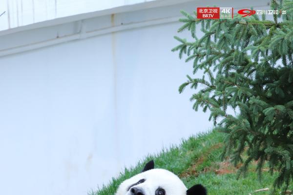 《熊猫奇遇记》第二季走进青海：以守护为约，共赴高原生态奇旅