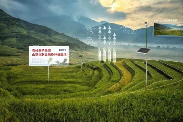 唤醒中国油力量！青蛙王子以“慢科研”刷新山茶油婴童护肤含金量