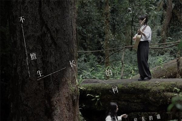 房东的猫第五张原创专辑《不擅生长的树》收官