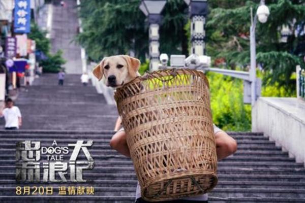 搜救犬叮当真实原型改编 《忠犬流浪记》 8月20日催泪上映