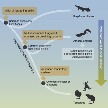 动物是如何进化而来的西北工业大学王文联合多机构发布非洲肺鱼基因组