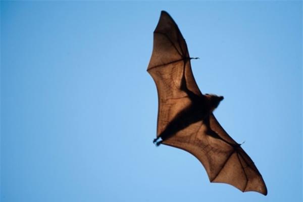 全球首次！野外蝙蝠体内被检测出寨卡病毒RNA，可能通过自然感染所致 