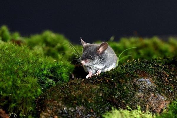 神奇动物在这里！昆明动物研究所发现猪尾鼠具有回声定位能力 