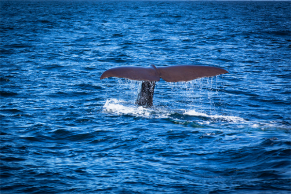 科学家在印度洋发现“侏儒蓝鲸”新物种：体型更小，发出独特声频 