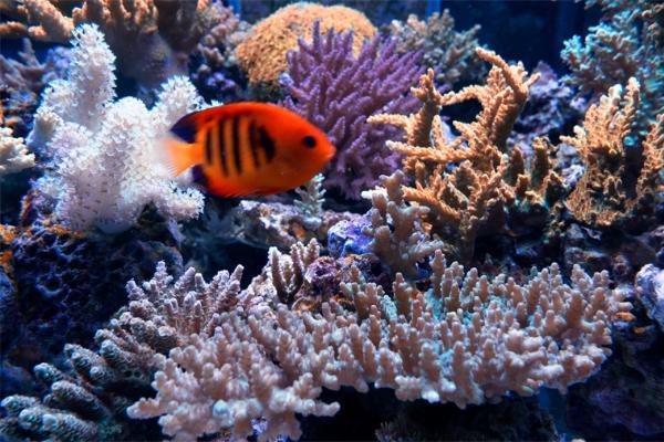神奇！科学家首次观察到珊瑚细胞吞噬藻类