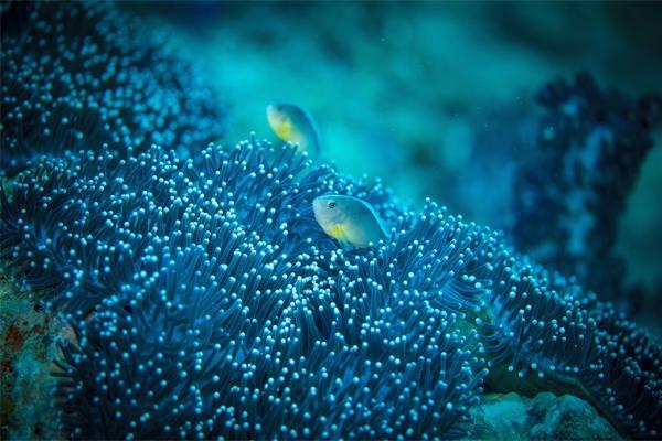珊瑚如何抵抗病毒？科学家首次发现珊瑚体内有免疫细胞 