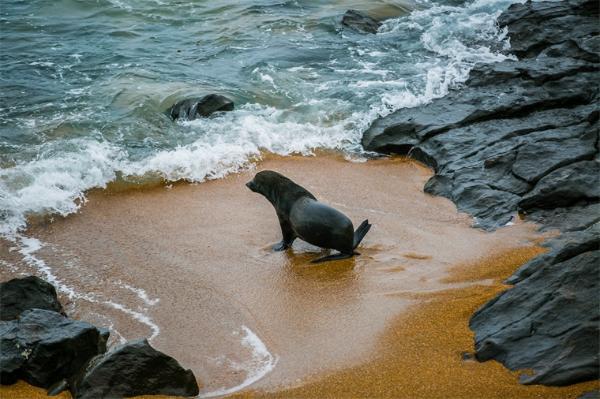 海豹|数百只海豹因被渔网缠住受伤甚至死亡，保护组织呼吁对海洋垃圾进行处置