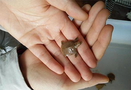 确定新物种！我国科学家在安徽黄山发现马蹄鳖_产经_前瞻经济学人