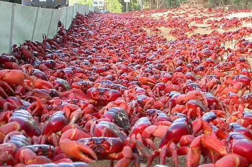 场面震撼！澳大利亚超过5000万只红蟹进行迁徙，原来是赶着去繁殖_产经_前瞻经济学人