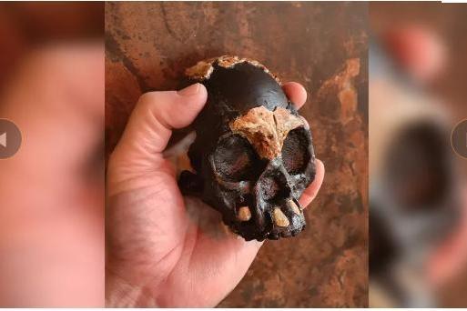 首个！科学家发现已灭绝人种—纳莱迪人的儿童头骨，已有250000年历史