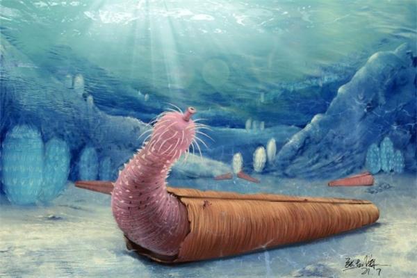 云南科学家发现：5亿年前外形似阴茎的蠕虫，发明了独特的“隐居”生活方式