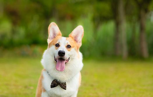 狗狗|宠物狗远比你想的聪明！研究发现：狗狗最多可理解215个单词