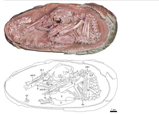中国发现恐龙蛋化石：胚胎保存完好，姿势独一无二！_产经_前瞻经济学人