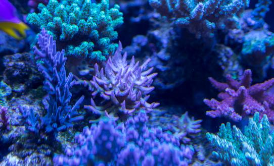 海底满天星！澳大利亚大堡礁珊瑚大规模产卵，给海洋带来希望_产经_前瞻经济学人