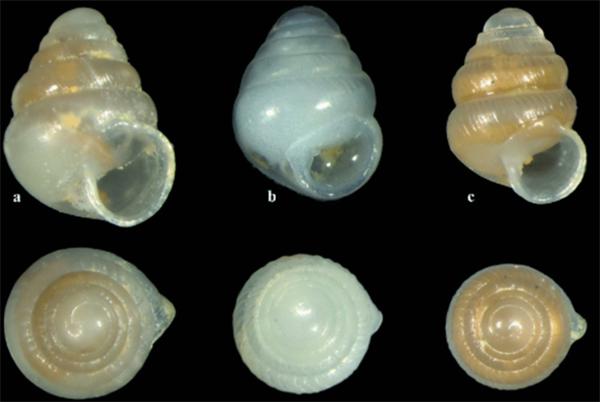 西班牙出现蜗牛新物种：外壳不到2毫米宽，却有锋利的双叉齿_产经_前瞻经济学人