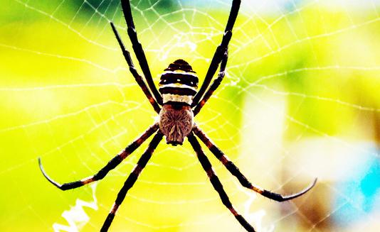害怕蜘蛛的原因找到！蜘蛛恐惧症可能源于对蝎子的厌恶_产经_前瞻经济学人
