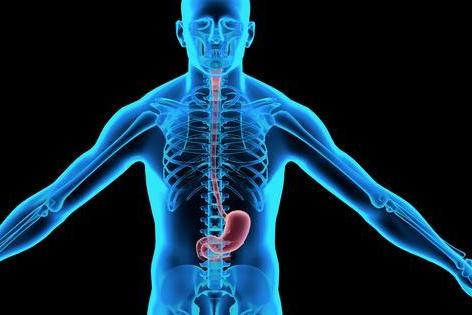 新突破！科学家培养出“微型胃”：可以收缩，还能产酸