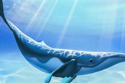 鲸鱼嘴部有神奇“开关”：在吞咽食物时会封闭气道，防止鲸鱼溺水