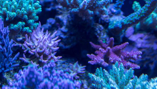 珊瑚白化没有想象中糟糕！白色珊瑚礁可给鱼类提供丰富的营养_产经_前瞻经济学人