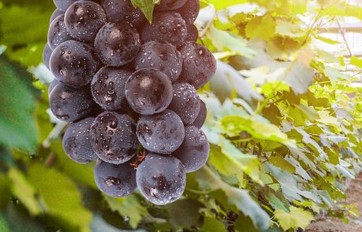 科学家分析204个基因组发现：欧洲酿酒葡萄起源于西亚_产经_前瞻经济学人
